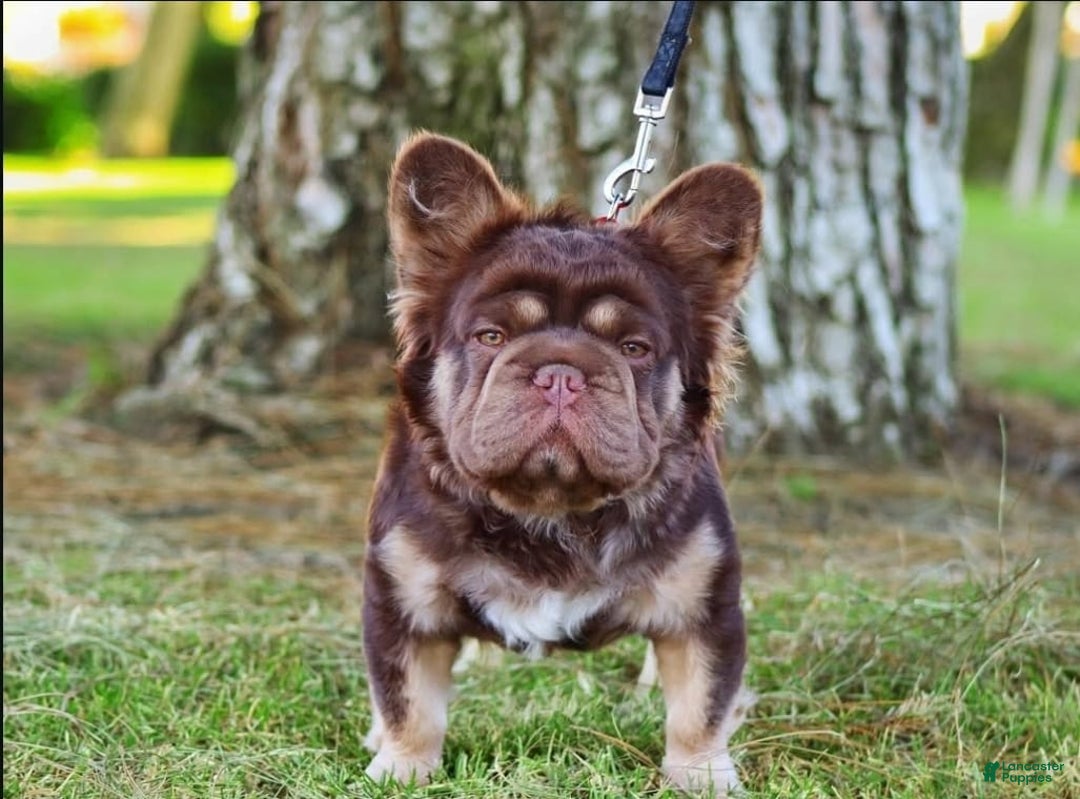 French Bulldog dogs for sale: Rochy - Image 7