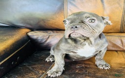 French Bulldog dogs for sale: Buddy - Image 17