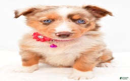 Australian Shepherd dogs for sale: Raine - Image 8