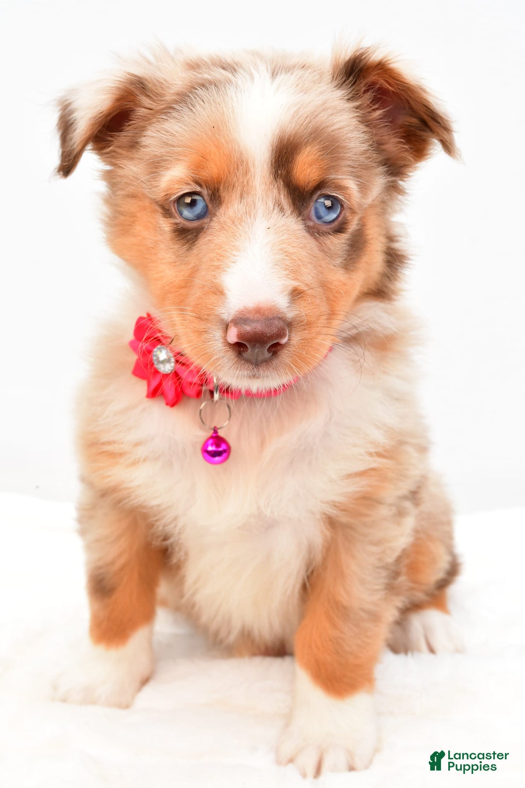 Australian Shepherd dogs for sale: Raine - Image 8
