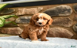 Labradoodle dogs for sale: Lucky - Image 1