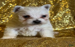 West Highland Terrier dogs for sale: Dashi - Image 2
