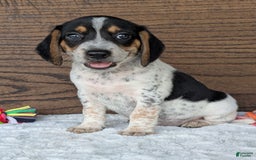 Beagle dogs for sale: Riley - Image 2
