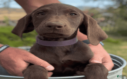 Labrador Retriever dogs for sale: Caramel - Image 6