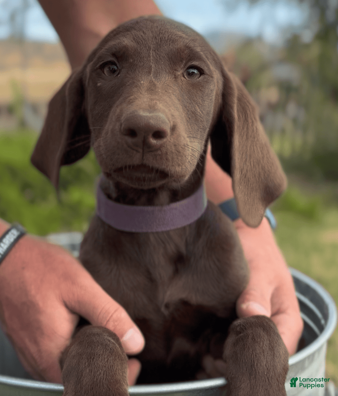 Labrador Retriever dogs for sale: Caramel - Image 6