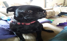 Pug dogs for sale: Pearl - Image 2