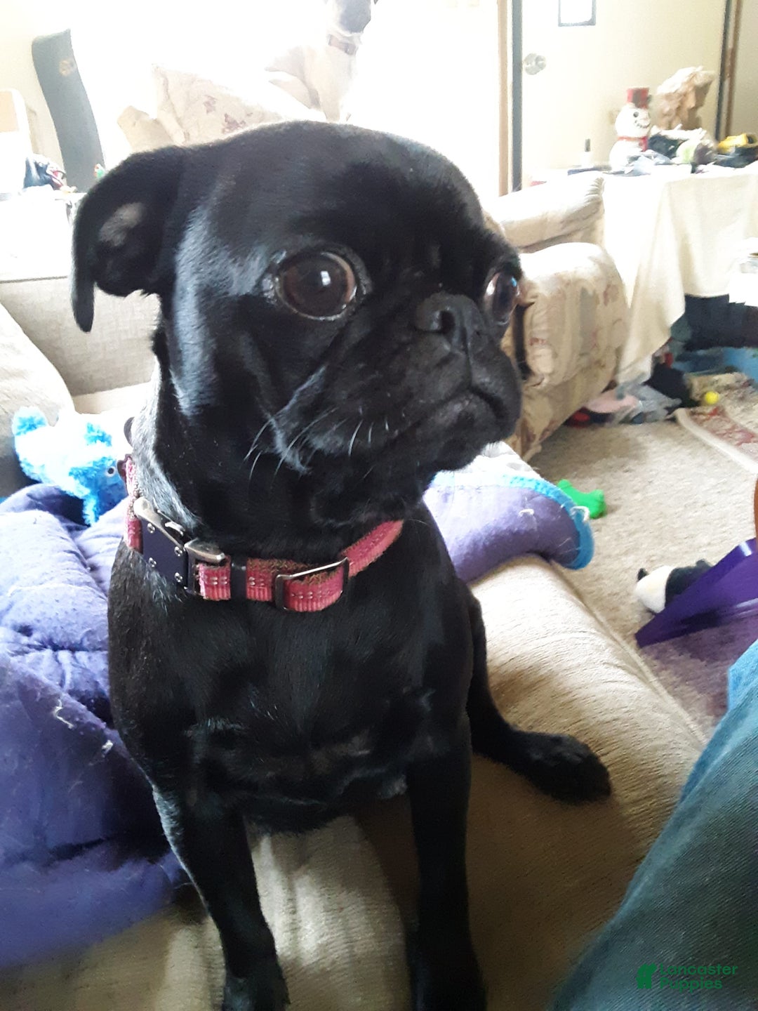Pug dogs for sale: Pearl - Image 2