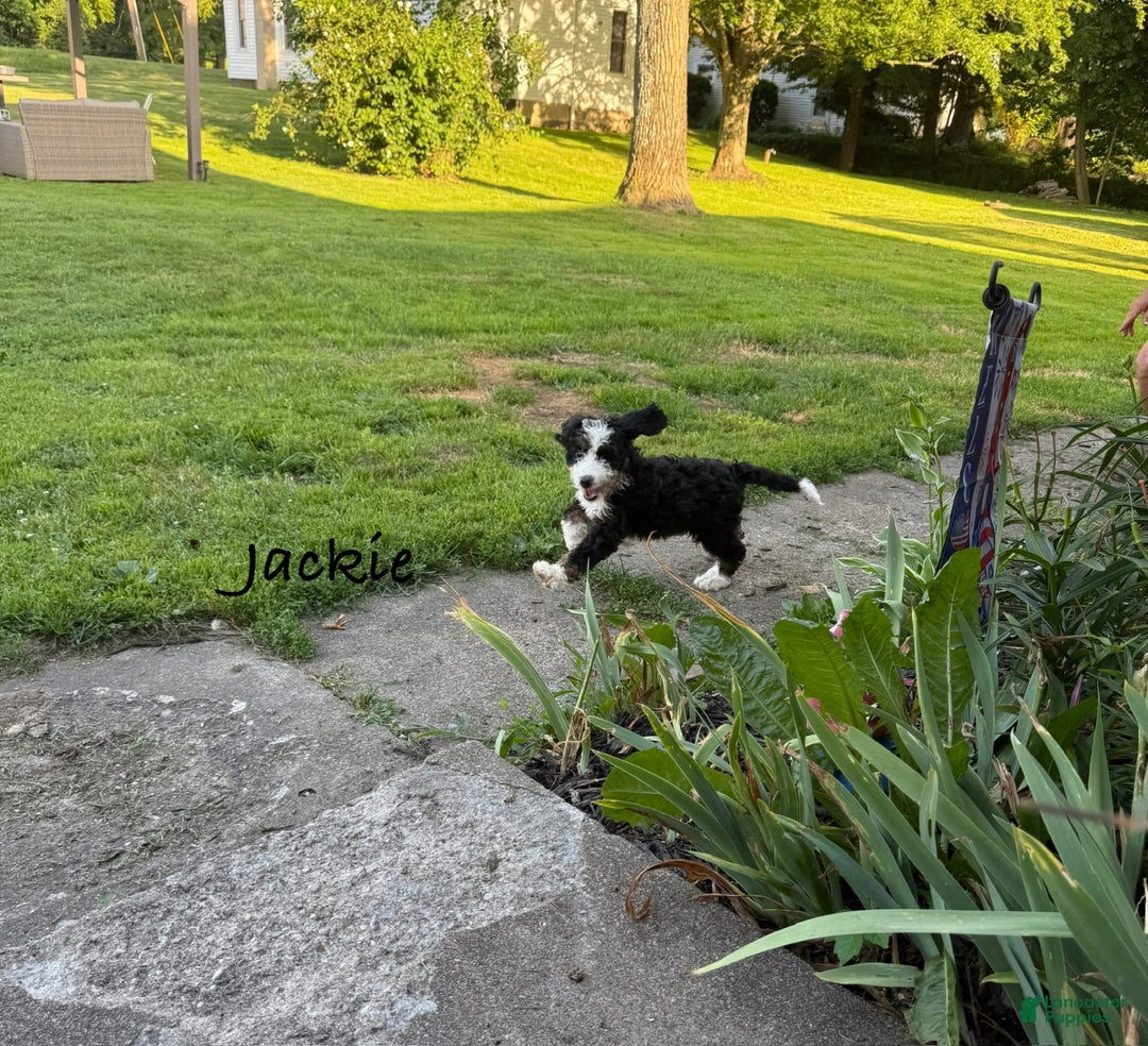 Bernedoodle dogs for sale: Jackie 77805 - Image 7