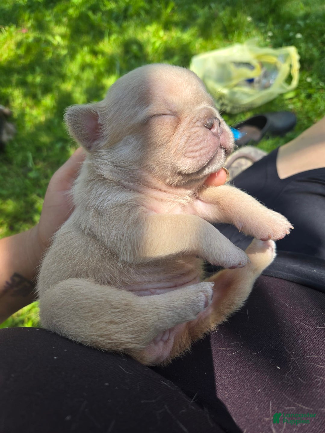 French Bulldog dogs for sale: Daisy - Image 11