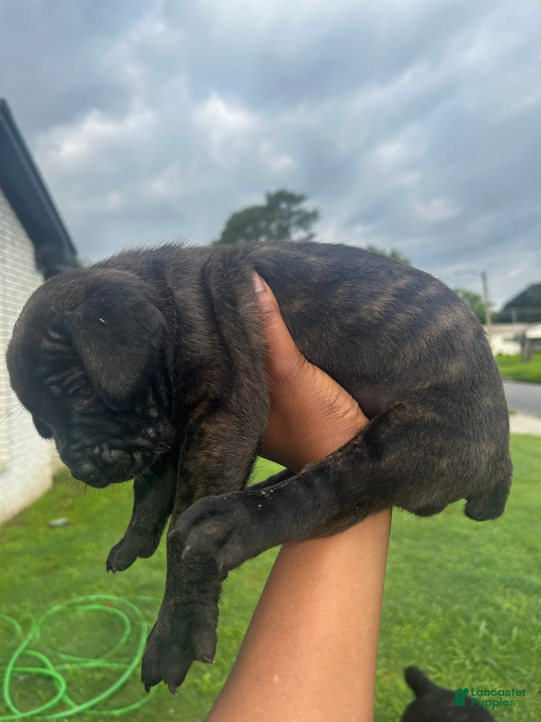 Cane Corso dogs for sale: Daisy - Image 2