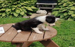 Border Collie dogs for sale: Tammie - Image 1
