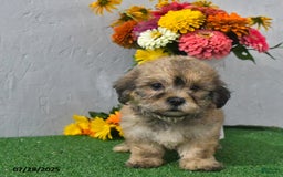 Teddy Bear dogs for sale: Landon - Image 2