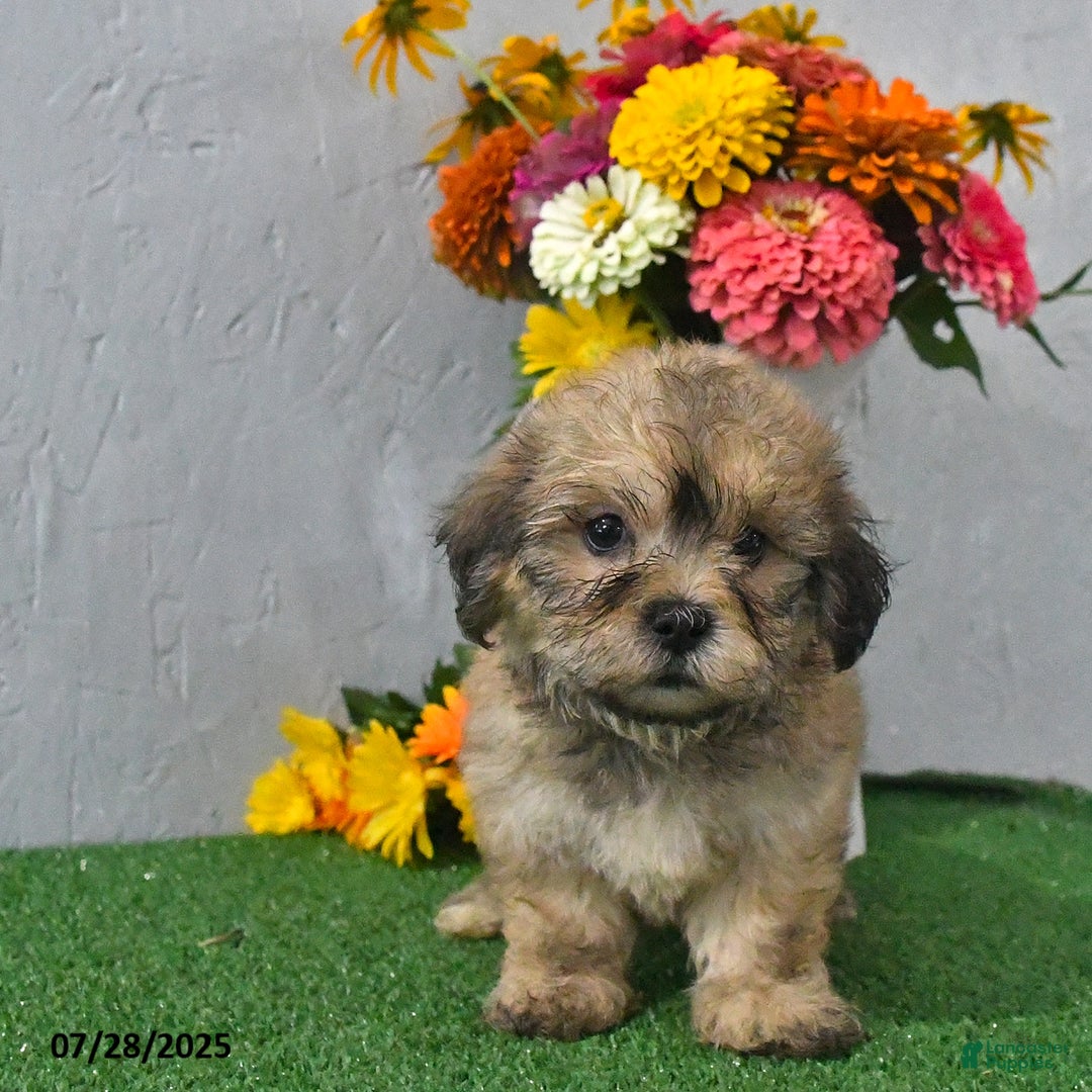 Teddy Bear dogs for sale: Landon - Image 2