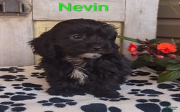 Shih Tzu dogs for sale: Nevin - Image 3