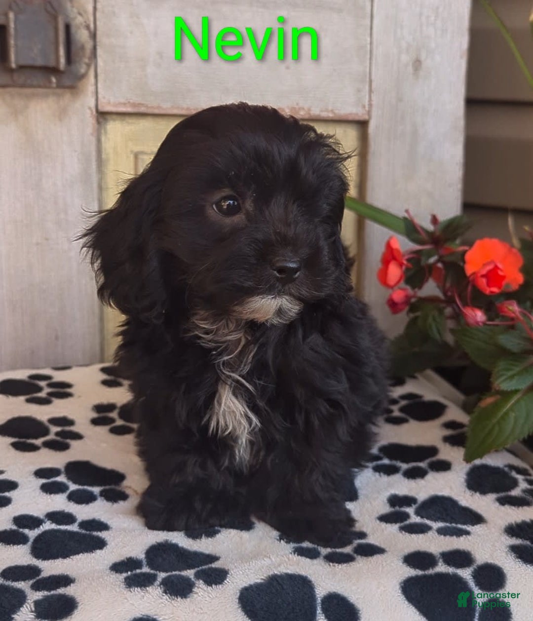 Shih Tzu dogs for sale: Nevin - Image 3