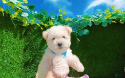 Maltipoo dogs for sale: Tiger - Image 3
