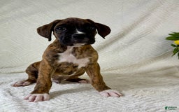 Boxer dogs for sale: Bruno - Image 2