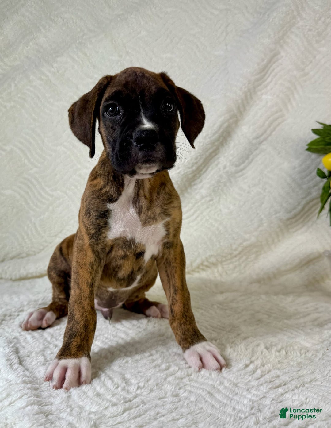 Boxer dogs for sale: Bruno - Image 2