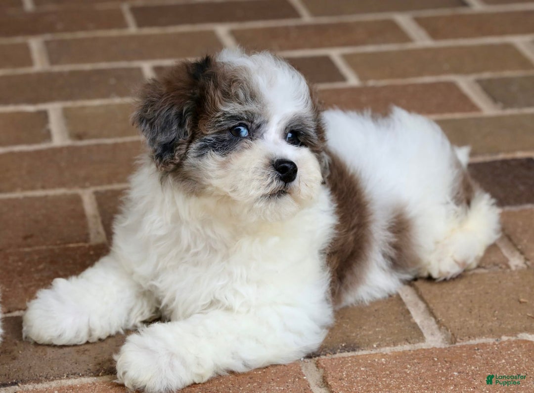Shihpoo dogs for sale: Leo - Image 10