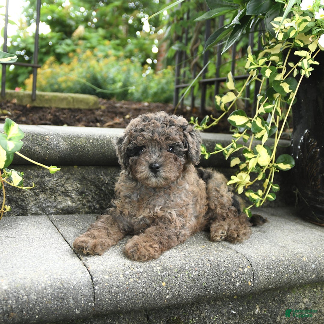Cavapoo dogs for sale: Reese - Image 5