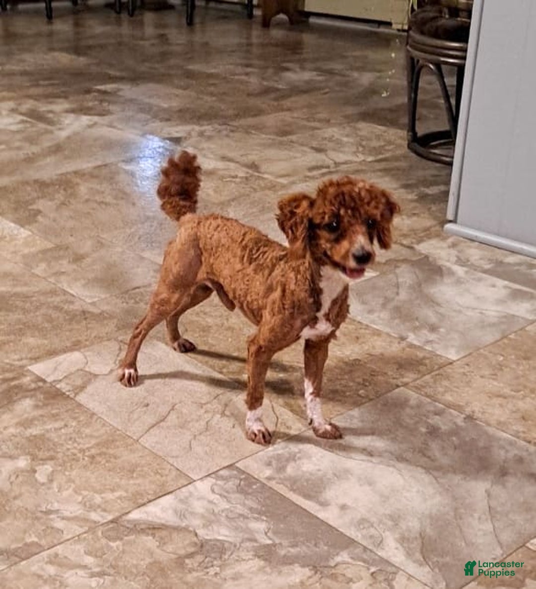 Cavapoo dogs for sale: Hollibee - Image 6