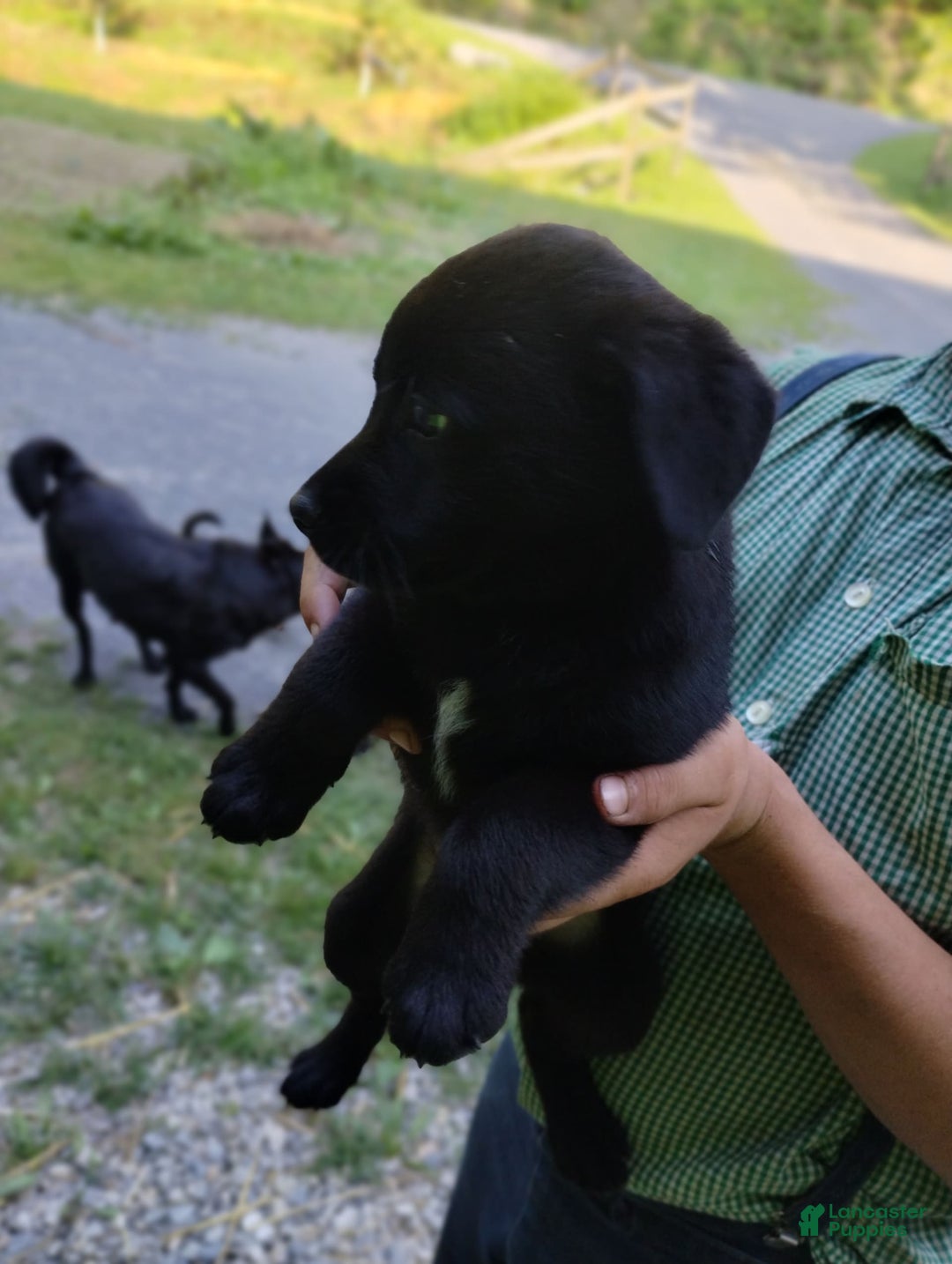 Norwegian Elkhound dogs for sale: Trissy - Image 1