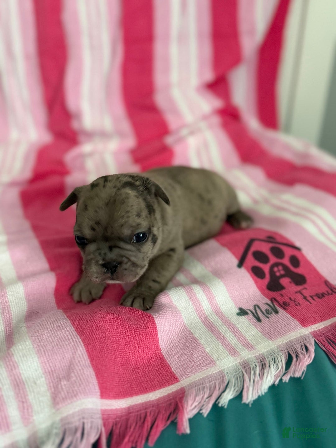 French Bulldog dogs for sale: Akc Blue Merle - Image 7