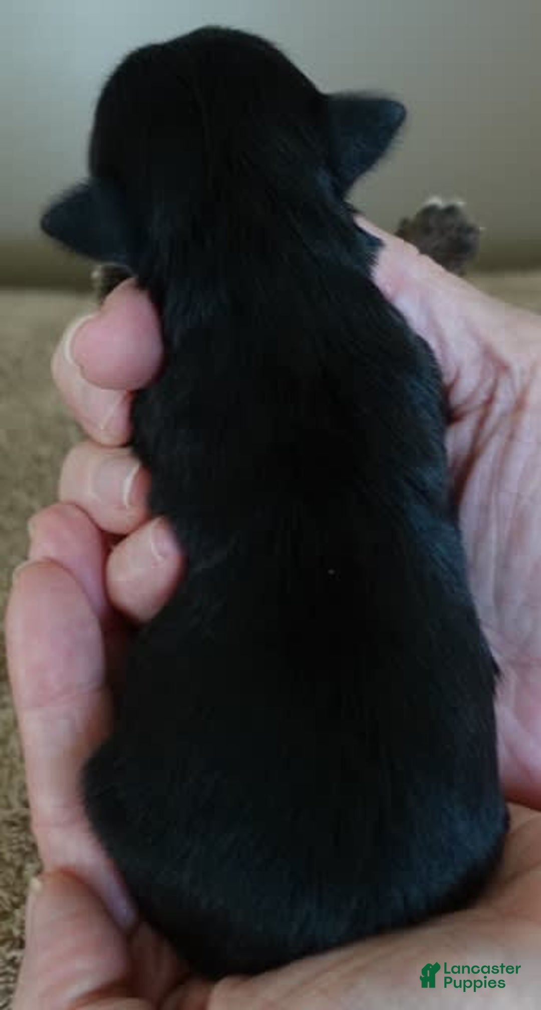 Yorkshire Terrier dogs for sale: Dodge - Image 12