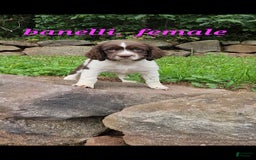 English Springer Spaniel dogs for sale: Banelli - Image 2