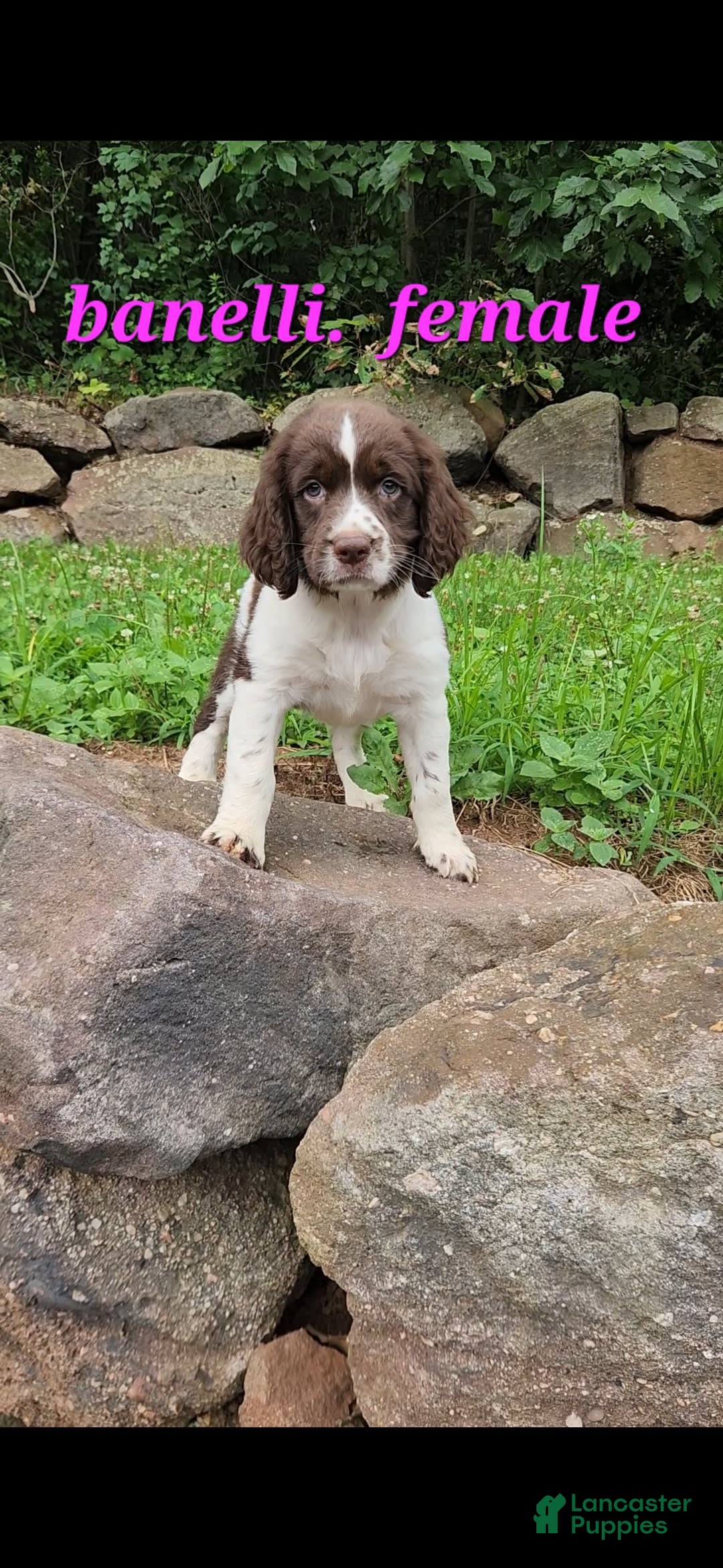 English Springer Spaniel dogs for sale: Banelli - Image 2