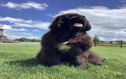 Newfoundland dogs for sale: Dee - Image 9