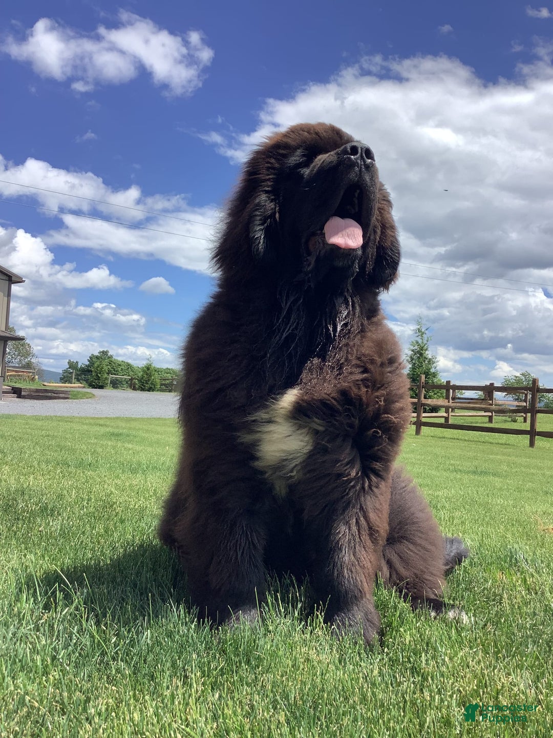 Newfoundland dogs for sale: Dee - Image 9