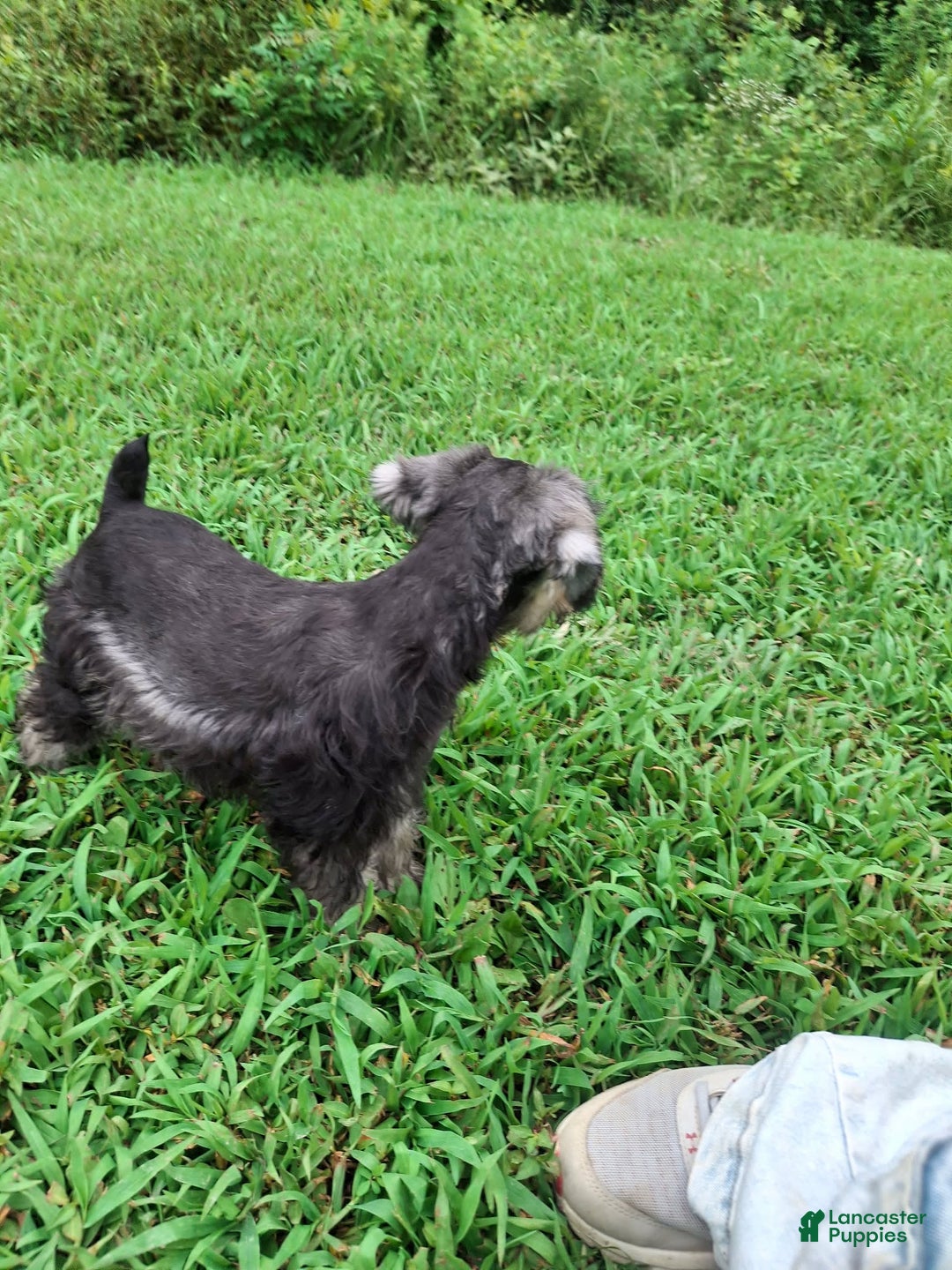 Miniature Schnauzer dogs for sale: Piper - Image 9