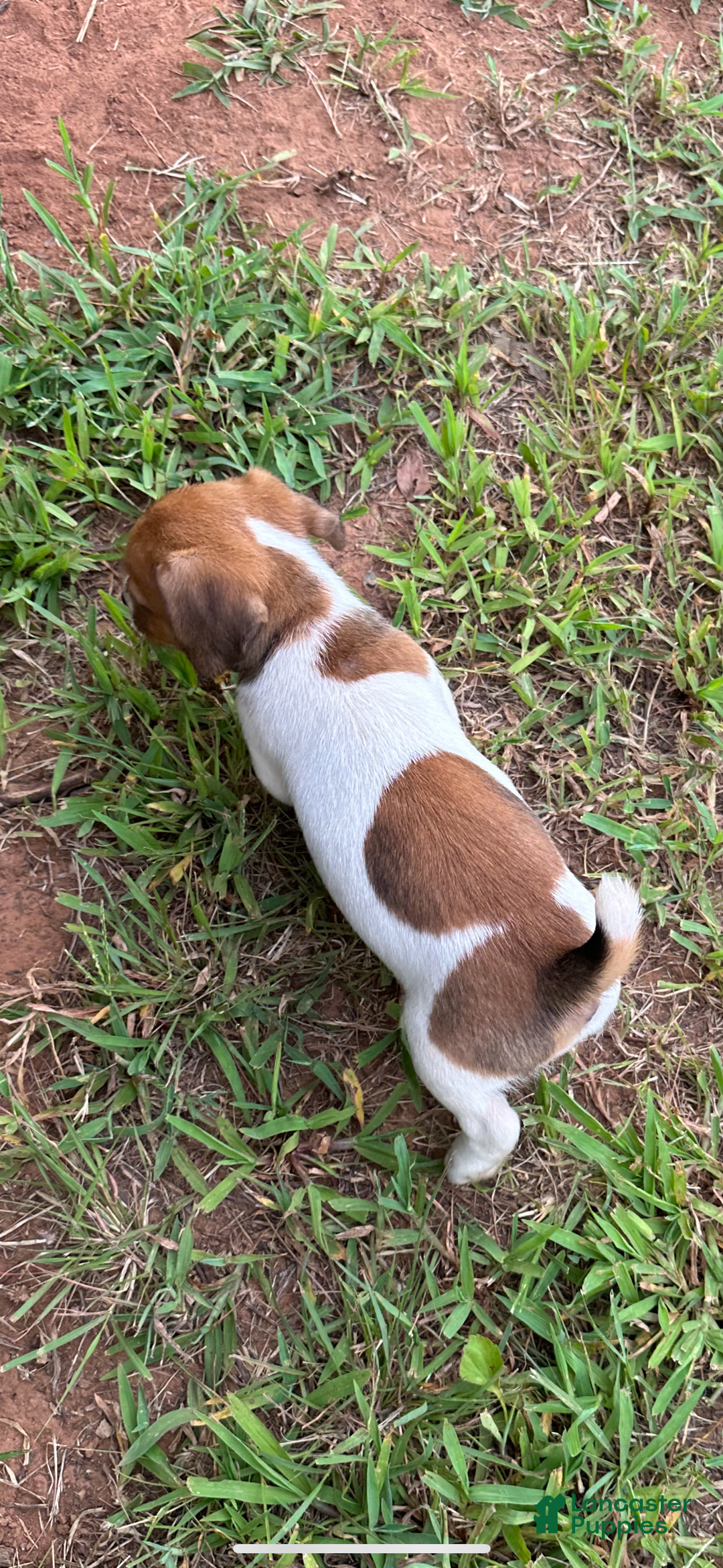 Jack Russell Terrier dogs for sale: Girl 3 - Image 2