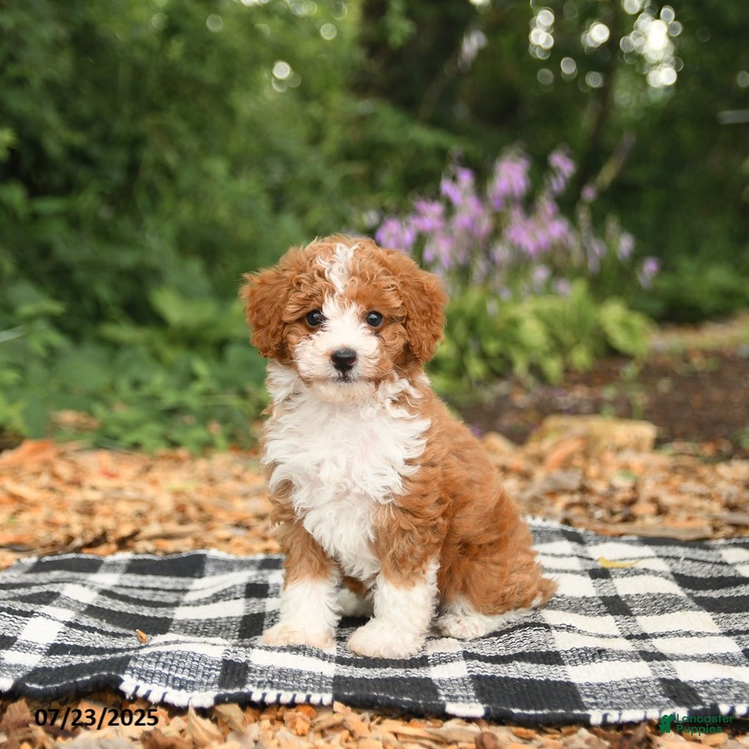Mini Aussiedoodle dogs for sale: Hattie - Image 3