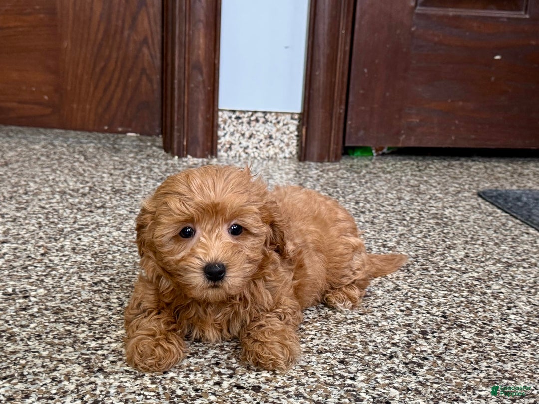 Coton De Tulear dogs for sale: Sally - Image 2