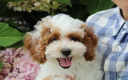 Miniature Poodle dogs for sale: Lily - Image 7