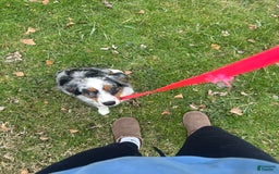 Miniature Australian Shepherd dogs for sale: Yellow - Image 3
