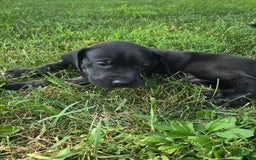 Great Dane dogs for sale: Storm - Image 22