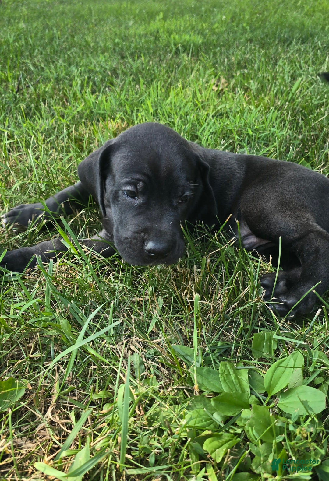 Great Dane dogs for sale: Storm - Image 22