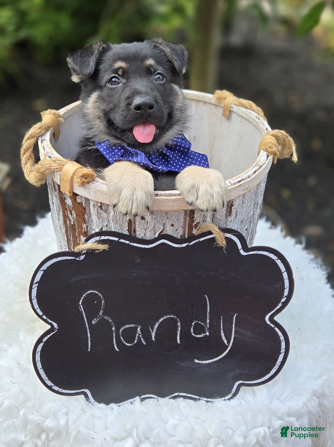 German Shepherd dogs for sale: Randy - Image 2
