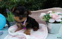Yorkshire Terrier dogs for sale: Taffy - Image 1