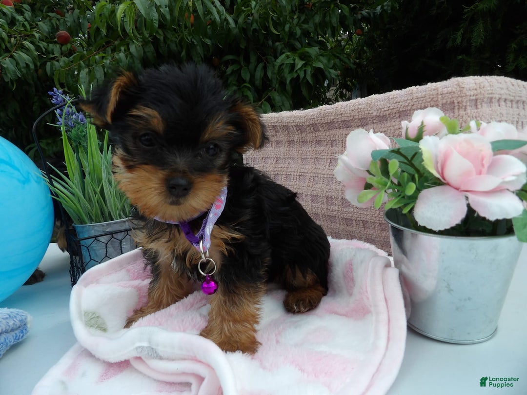 Yorkshire Terrier dogs for sale: Taffy - Image 1