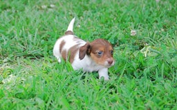 Dachshund dogs for sale: Akc Dolly - Image 6