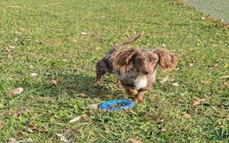 Miniature Dachshund dogs for sale: Felicity - Image 6