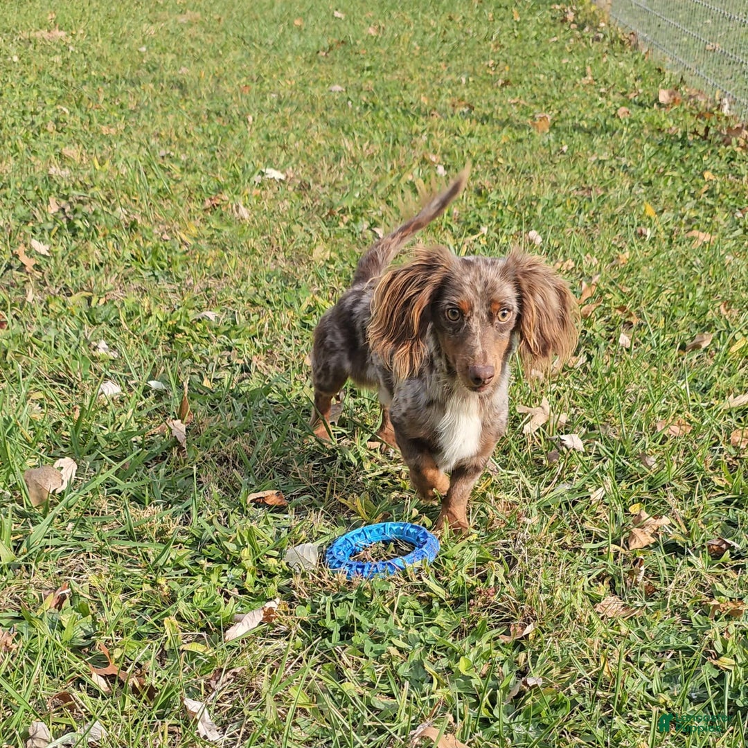 Miniature Dachshund dogs for sale: Felicity - Image 6