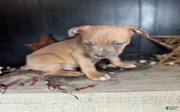 American Bully dogs for sale: Tip - Image 6
