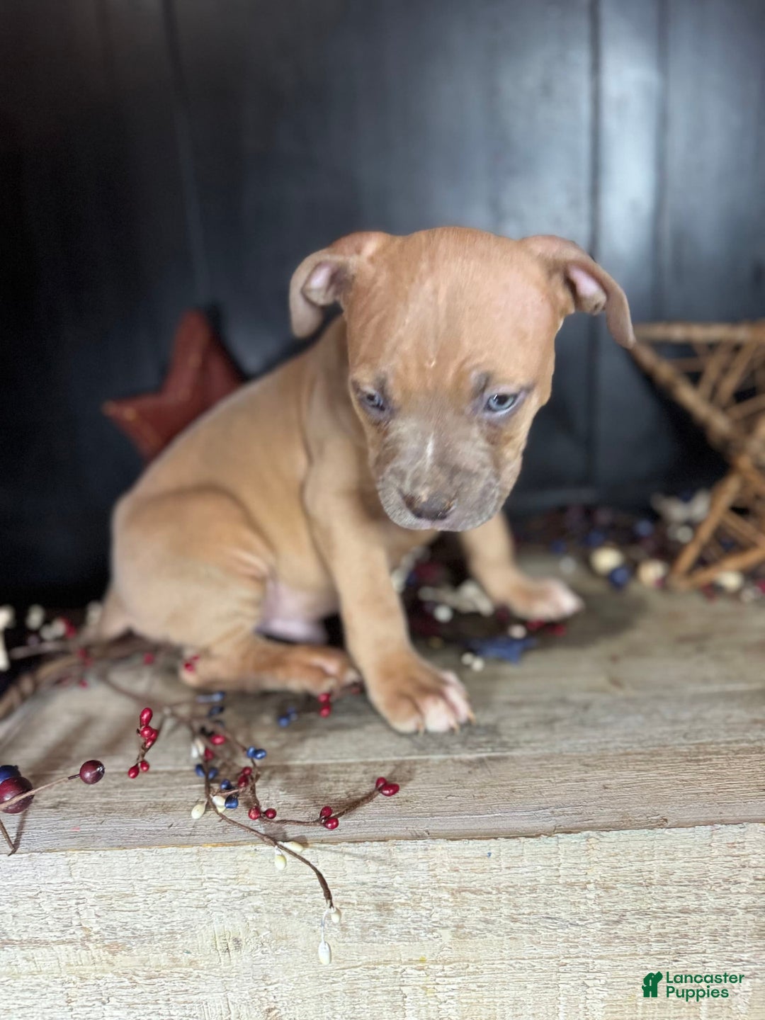 American Bully dogs for sale: Tip - Image 6