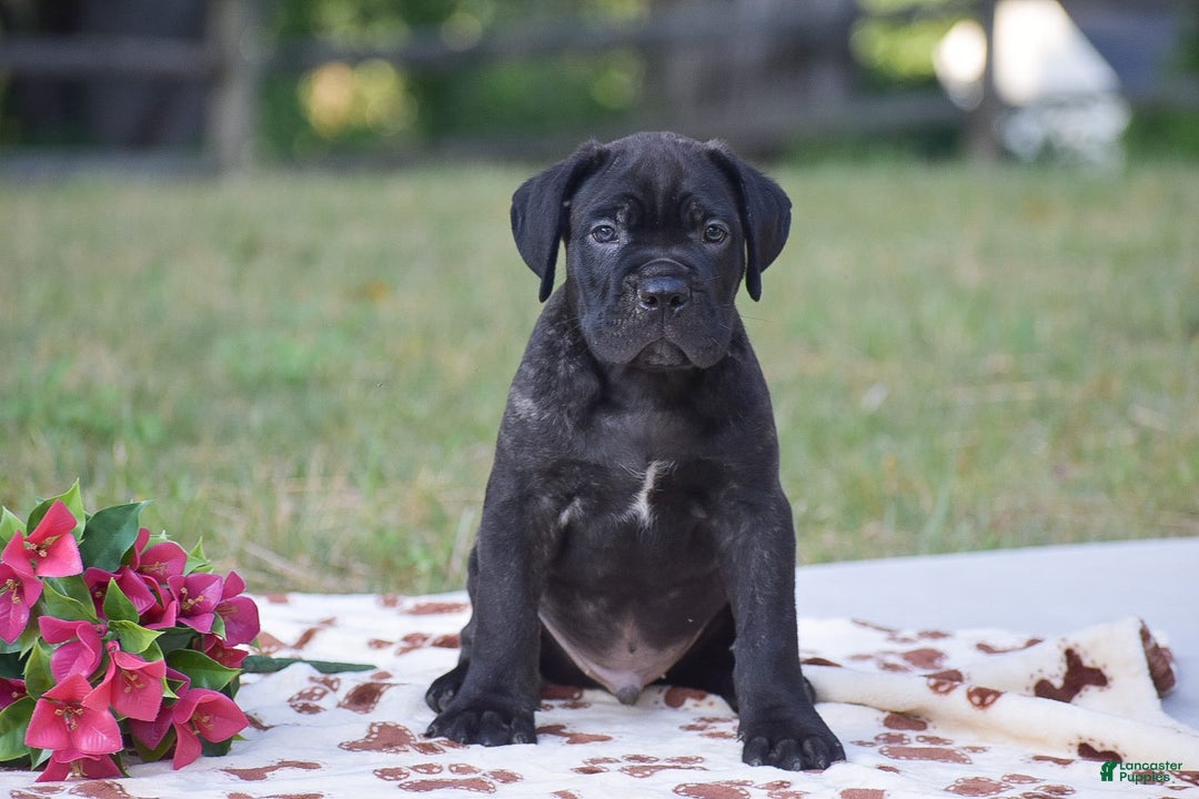 Cane Corso dogs for sale: River - Image 4