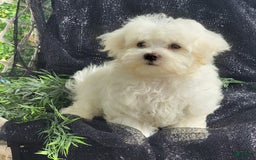 Maltese dogs for sale: Chloe - Image 4